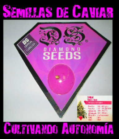 Critical Feminizada  1 x $4.500